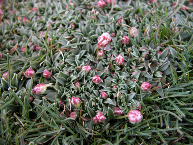 Armeria morisii e Scabiosa holosericea